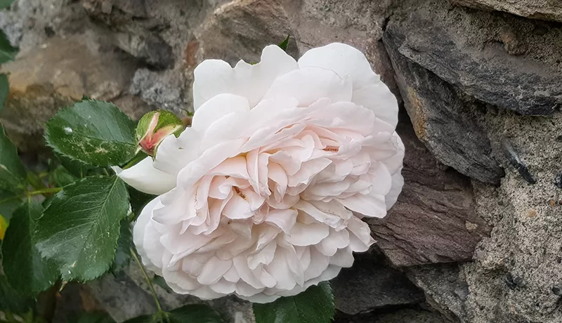 rose-wand-2020